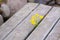 Yellow flower and rustic wood