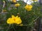 Yellow flower\'s spotted