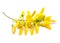 Yellow flower Sesbania isolated