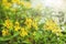 Yellow flower [Shower of gold,Galphimia glauca]