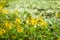 Yellow flower [Shower of gold,Galphimia glauca]