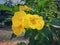 Yellow flower Shrubs and tree