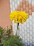 Yellow flower single flower in a garden