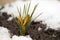 Yellow flower on soil, snow around