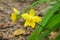 Yellow flower of Spathoglottis plicata Blume orchid