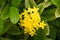 Yellow flower spike