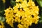 Yellow flower spike Rubiaceae Ixora coccinea in the garden