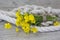 Yellow Flower And Spip Rope