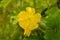 Yellow flower of Sponge gourd, Sponge Gourd Flower,