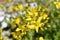 Yellow flower of St. John's Wort holed or St. John's Wort ordinary lat. HypÃ©ricum perforÃ¡tum