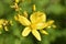 Yellow flower of St. John's Wort holed or St. John's Wort ordinary lat. HypÃ©ricum perforÃ¡tum