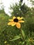 Yellow flower standing tall in the bushes