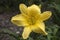 Yellow flower of a stella de oro reblooming daylily