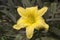 Yellow flower of a stella de oro reblooming daylily