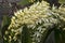 Yellow flower stem of Dendrobium speciosum or sydney rock orchid