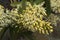 Yellow flower stem of Dendrobium speciosum or sydney rock orchid