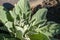 Yellow flower stems of a verbascum thapsus or common mullein