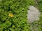 Yellow flower and stepping stone