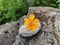 Yellow flower on stone. petal