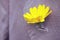 Yellow flower stuck in oldfashioned coat lapel buttonhole, close up