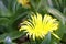 Yellow flower of succulent plant, adobe rgb
