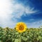 Yellow flower of sunflower on green field and clouds in blue