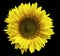 Yellow flower of a sunflower on an isolated black background with clipping path. Closeup. No shadows.