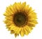 Yellow flower of a sunflower on an isolated white background with clipping path. Closeup. No shadows.