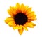 Yellow flower of a sunflower on an isolated white background with clipping path. Closeup. No shadows.