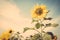 Yellow flower sunflower meadow field vintage retro
