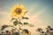 Yellow flower sunflower meadow field vintage retro