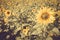 Yellow flower sunflower meadow field vintage retro