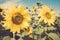 Yellow flower sunflower meadow field vintage retro