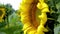 Yellow flower of a sunflower swaying in the wind