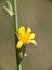 Yellow flower of Sweet Chicory (Chondrilla juncea).