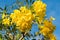 The Yellow flower,Tabebuia argentea Britt or Silver trumpet flow