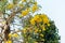 The Yellow flower,Tabebuia argentea Britt or Silver trumpet flower,