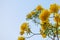 The Yellow flower,Tabebuia argentea Britt or Silver trumpet flower,