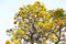 The Yellow flower,Tabebuia argentea Britt or Silver trumpet flower,