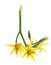 Yellow flower tomato isolated on whtie background