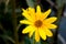 Yellow flower of Topinambour