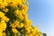 Yellow flower on tree in the garden with blue sky, beautiful flowers Trumpetflower, Yellow trumpet-flower, Yellow trumpetbush