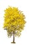 Yellow flower tree, golden trumpet, tabebuia, tree of gold, isolated on white background