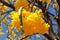 Yellow flower of tree Tabebuia aurea