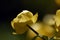 Yellow flower of trollius