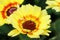 Yellow flower variant of Chrysanthemum carinatum