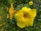 This yellow flower is very beautiful shaped like a trumpet