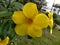 This yellow flower is very beautiful shaped like a trumpet