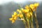 Yellow flower with water drops. narcissus with beautiful bokeh