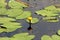 Yellow flower of Water lily or Nymphaea aquatic rhizomatous perennial herb plant starting to open and bloom surrounded with green